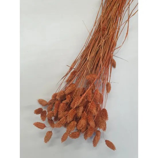 Phalaris terracotta 50 gr